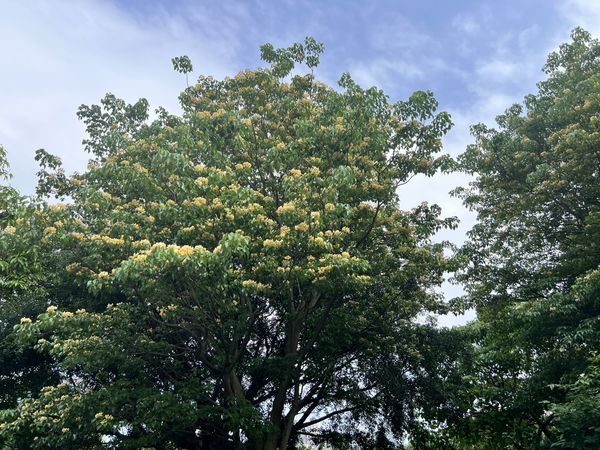 ▲中和四號公園種植2-3棵加羅林魚木，目前也開滿黃白色花朵，此外，園內還有少數百合花等。（圖／翻攝自Facebook／賞花快報）