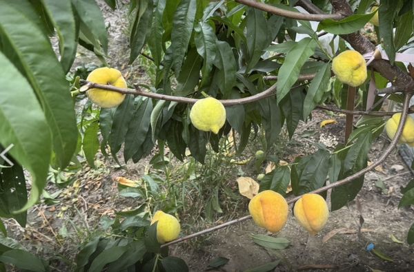 ▲芬園鄉神農獎得主張洲府栽種的珍貴水蜜桃遭一夜盜光。（圖／張洲府提供）