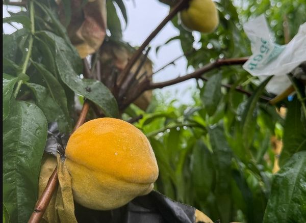 ▲芬園鄉神農獎得主張洲府栽種的珍貴水蜜桃遭一夜盜光。（圖／張洲府提供）