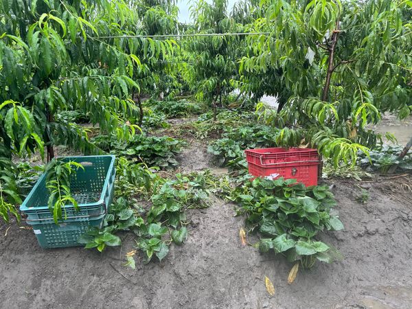 ▲芬園鄉神農獎得主張洲府栽種的珍貴水蜜桃遭一夜盜光。（圖／張洲府提供）