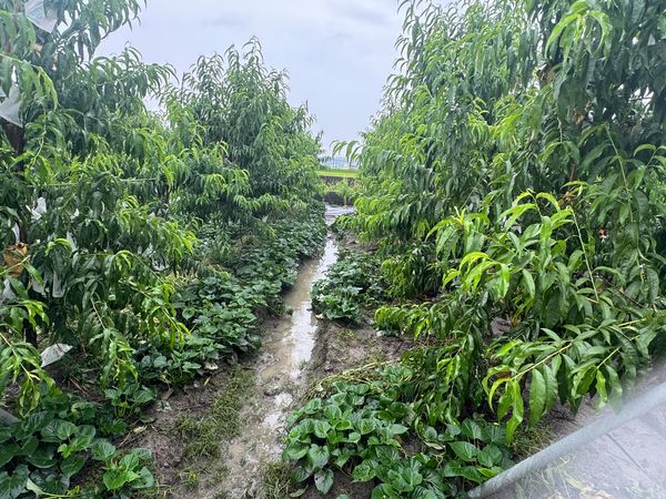 ▲芬園鄉神農獎得主張洲府栽種的珍貴水蜜桃遭一夜盜光。（圖／張洲府提供）