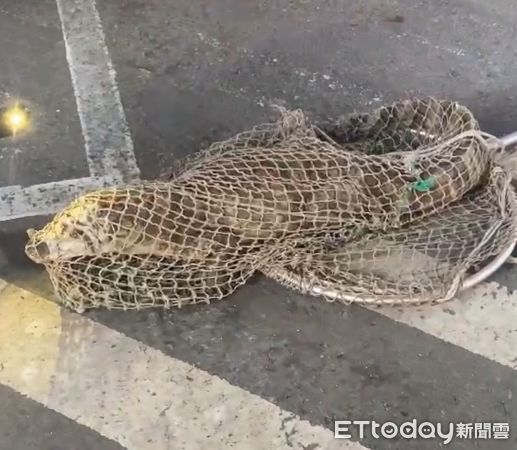 ▲▼ 獨／高雄變恐龍世界！大馬路驚見「1.5m長鱷魚」出沒　畫面曝光。（圖／民眾提供）