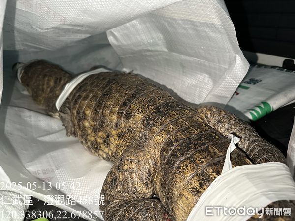 ▲▼ 獨／高雄變恐龍世界！大馬路驚見「1.5m長鱷魚」出沒　畫面曝光。（圖／記者賴文萱翻攝）