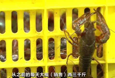 ▲▼小龍蝦價格腰斬。（圖／翻攝自微博）