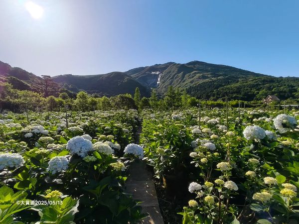 ▲大賞園繡球花。（圖／翻攝自Facebook／大賞園繡球花）