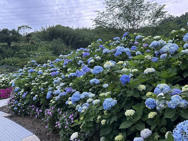 ▲高家繡球花田 。（圖／翻攝自Facebook／高家繡球花田）
