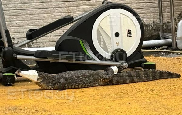 ▲▼1.5m長鱷魚遭五花大綁仍兇猛逃脫　飼主洗水池發現不見了嚇壞。（圖／民眾提供）