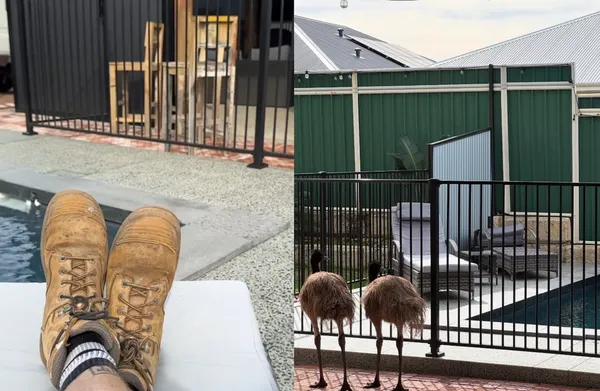 「世界第二大鳥」突然闖進泳池　男住家被霸佔驚：這太澳洲了。（圖／翻攝自Facebook／Callum Jye Layton）