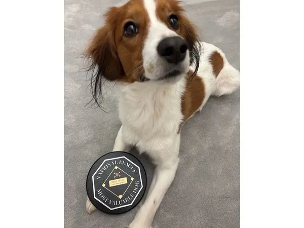 ▲大谷翔平愛犬Decoy兩歲慶生。（圖／截自大谷翔平IG）