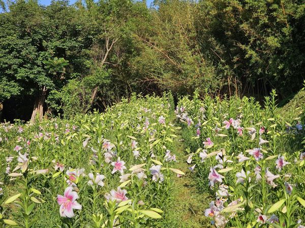 ▲淡水奎柔山路的「百合花園」5/13花況。（圖／網友Chao TI KO提供，請勿隨意翻拍，以免侵權）