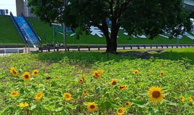 新北河濱「逾9千坪花海」開7成