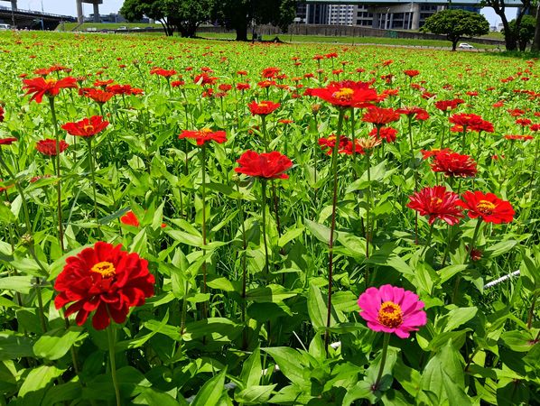 ▲新北大都會公園「春日漫步夢幻花園」預計花況至6月中。（圖／新北市高灘處提供）