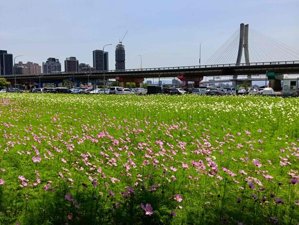 ▲新北大都會公園「春日漫步夢幻花園」預計花況至6月中。（圖／新北市高灘處提供）