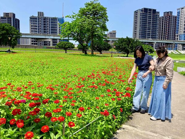 ▲新北大都會公園「春日漫步夢幻花園」預計花況至6月中。（圖／新北市高灘處提供）