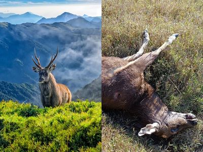奇萊山「山獸神」疑遭獵殺！鹿茸消失斷面處整齊　山友見屍氣炸