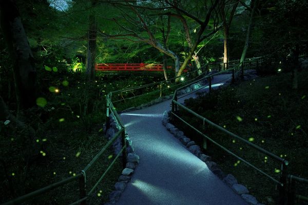 ▲▼東京樁山莊飯店每年舉辦的「螢火蟲之夜」。（圖／©ホテル椿山荘東京）