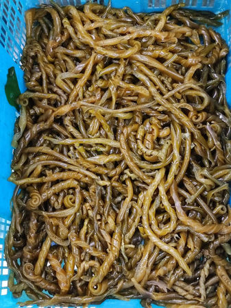 廖炯程貼出菜市場的海茸成品。（圖／廖炯程臉書）