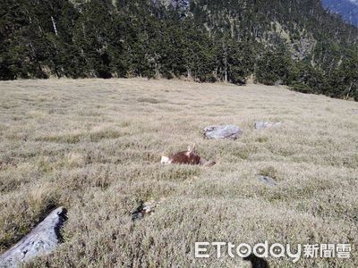 奇萊山水鹿遭獵殺「鹿茸斷裂整齊」　太管處持續追兇