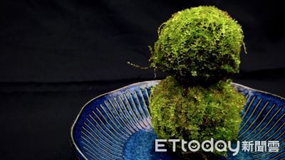 手心裡的森林！苔球手作體驗溫馨登場3梯次　反應熱烈再加碼
