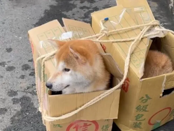 ▲動保團體發現，18隻柴犬被分批裝箱、棄置。（資料圖／新竹縣流浪動物珍愛協會提供）