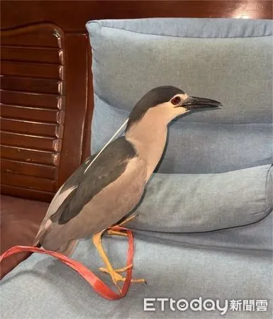 新店企鵝。（圖／新北市動保處提供）