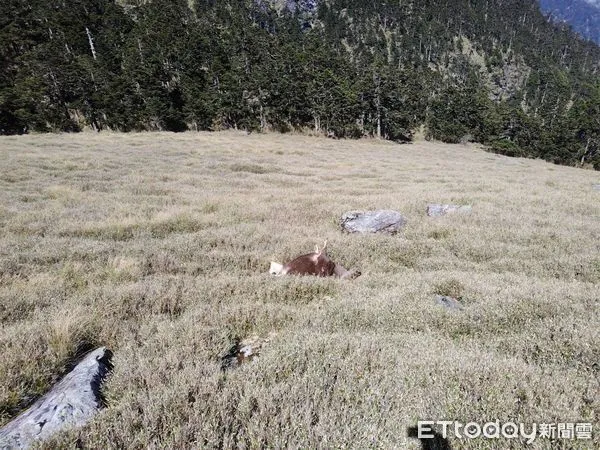 ▲▼奇萊稜線山屋東南方約500公尺處發現一隻雄性水鹿屍體。（圖／太管處提供，下同）