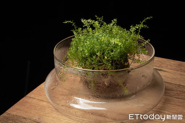 ▲▼苔球（苔玉）是種將植物根部包覆於泥土中，再以青苔包裹並以棉線固定而成的小型綠植藝術品。（圖／花蓮分署提供，下同）