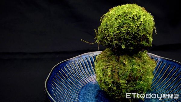 ▲▼苔球（苔玉）是種將植物根部包覆於泥土中，再以青苔包裹並以棉線固定而成的小型綠植藝術品。（圖／花蓮分署提供，下同）