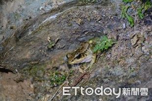 ▲花蓮鯉魚潭風景區。（圖／縱管處提供，下同）