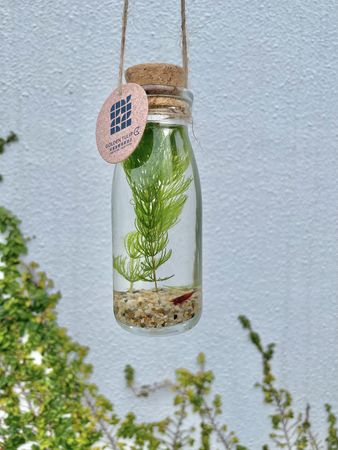 ▲將捷金鬱金香酒店今年暑期推出「仲夏蟲鳴探險營」。（圖／將捷金鬱金香酒店提供）