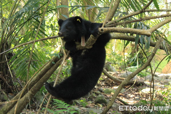 ▲▼台灣黑熊變多分布更廣，保育目標首重人熊和平共處。（圖／農業部林業及自然保育署提供）