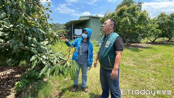 ▲雲林古坑鄉農民陳情三月時遇上低溫，導致荔枝的結果情況很不理想，立委劉建國協助邀集農業部相關單位勘查，農糧署啟動天然災害補助。（圖／記者游瓊華翻攝）
