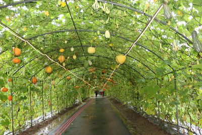 全台「2處南瓜隧道」期間限定
