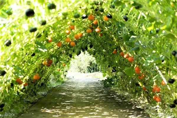 ▲淡水「南瓜隧道」只免費開放到月底 。（圖／新北市農業局提供）