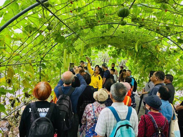 ▲淡水「南瓜隧道」只免費開放到月底 。（圖／新北市農業局提供）
