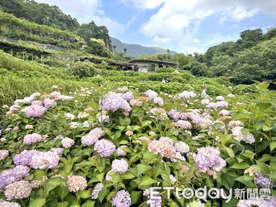 竹子湖繡球開近5成！最美花期曝