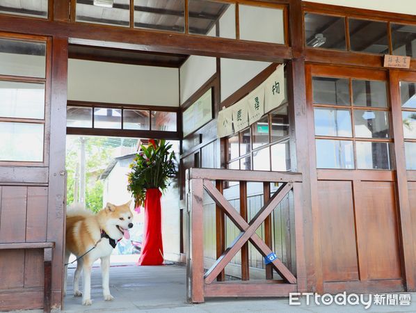 ▲▼ 阿里山林鐵鹿麻產車站整修完工，秋田犬「波吉」化身百年車站實習站長  。（圖／嘉義縣政府提供）