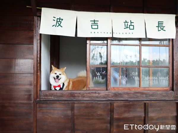 ▲▼ 阿里山林鐵鹿麻產車站整修完工，秋田犬「波吉」化身百年車站實習站長  。（圖／嘉義縣政府提供）