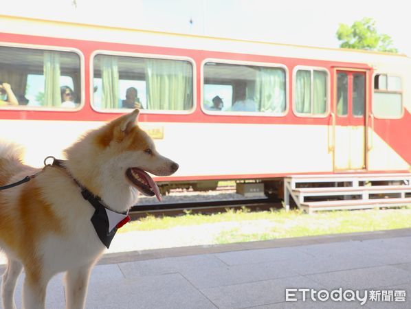 ▲▼ 阿里山林鐵鹿麻產車站整修完工，秋田犬「波吉」化身百年車站實習站長  。（圖／嘉義縣政府提供）