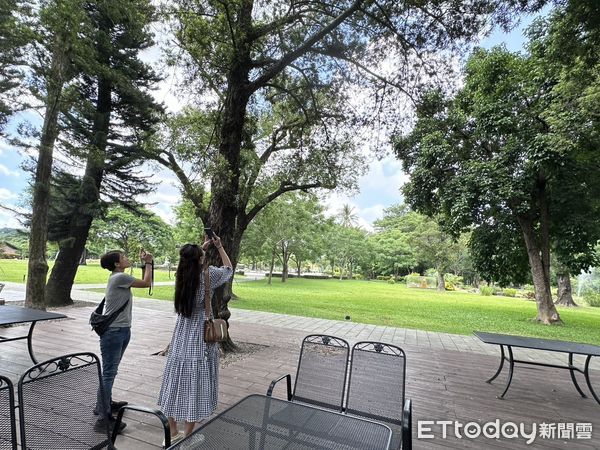 ▲台南山上水道博物館內黑冠麻鷺再度築巢育雛，成鳥哺育行為清晰可見，吸引遊客駐足觀察。（記者林東良翻攝，下同）