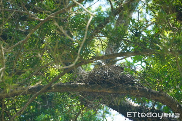 ▲台南山上水道博物館內黑冠麻鷺再度築巢育雛，成鳥哺育行為清晰可見，吸引遊客駐足觀察。（記者林東良翻攝，下同）