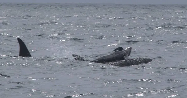 領航鯨寶寶被虎鯨抬出水面。（圖／翻攝自onlinelibrary）