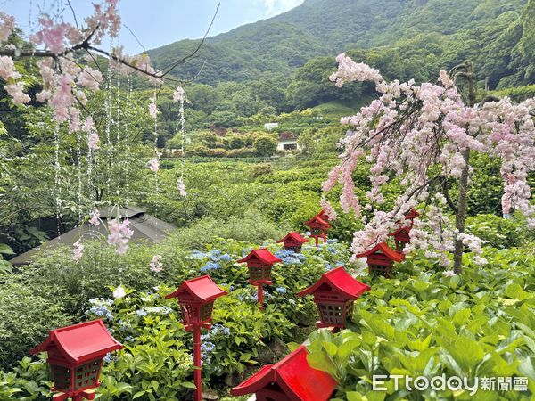 ▲陽明山竹子湖「曹家花田香」繡球花。（圖／記者彭懷玉攝）