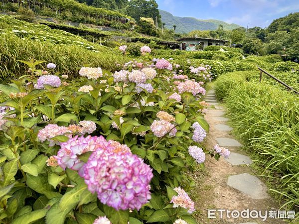 ▲陽明山竹子湖「曹家花田香」繡球花。（圖／記者彭懷玉攝）