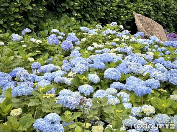 ▲陽明山竹子湖「曹家花田香」繡球花。（圖／記者彭懷玉攝）