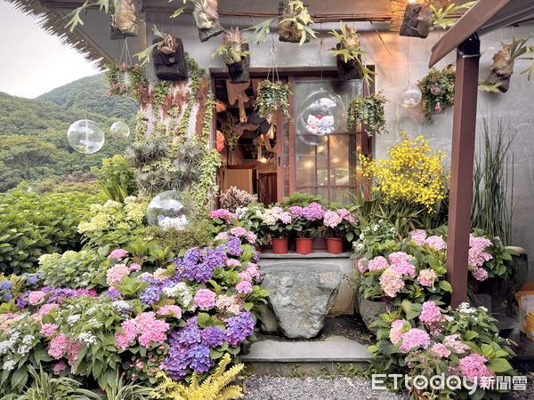 ▲陽明山竹子湖「曹家花田香」繡球花。（圖／記者彭懷玉攝）