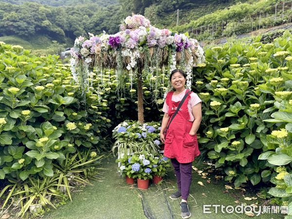 ▲陽明山竹子湖「曹家花田香」繡球花。（圖／記者彭懷玉攝）
