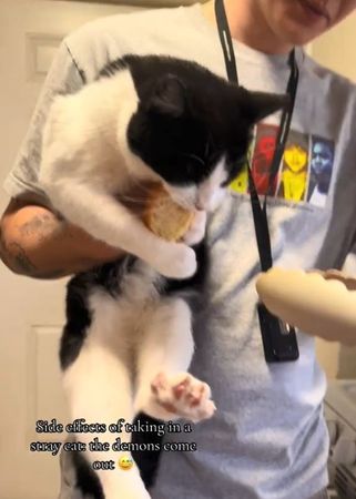 ▲被收邊浪貓「忘記不用搶食」　緊咬麵包不放奴才靠近還遭踹。（圖／翻攝自TikTok／@carlykfuller）