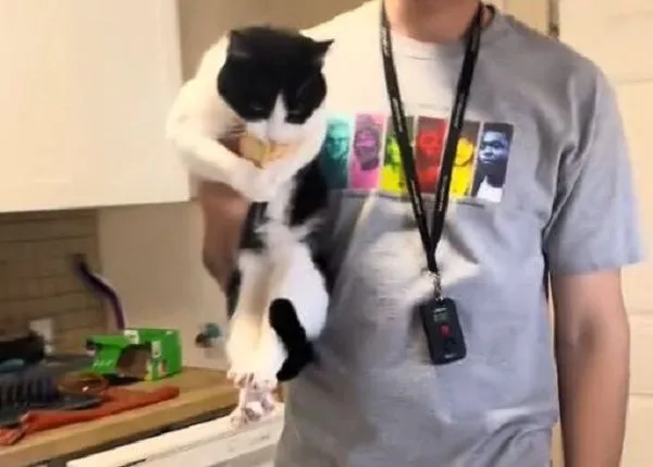 ▲被收邊浪貓「忘記不用搶食」　緊咬麵包不放奴才靠近還遭踹。（圖／翻攝自TikTok／@carlykfuller）