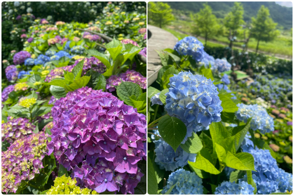 ▲名陽匍休閒農莊。（圖／翻攝自名陽匍休閒農莊）